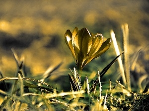 Spring, crocus