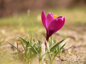 crocus, Spring, Pink