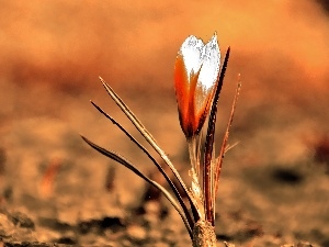 Spring, crocus