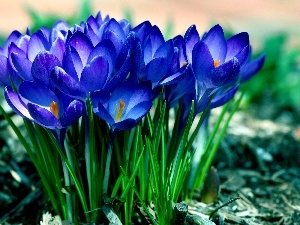 crocuses, Spring, Blue