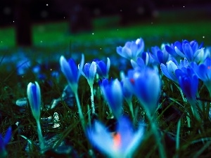 crocuses, Spring, Blue