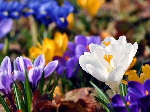 crocuses, Spring, color