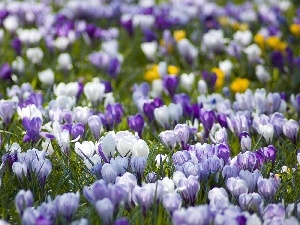 crocuses, Spring, color