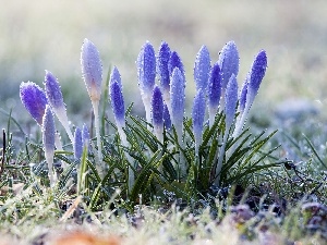 Spring, Meadow, crocuses, dew