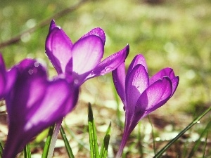 crocuses, Spring, purple