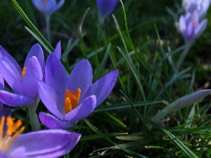 crocuses, Spring, purple