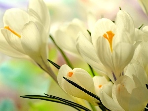 crocuses, Spring, White