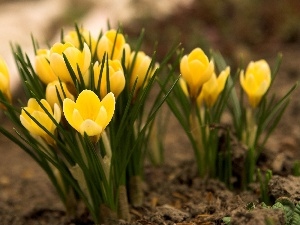 crocuses, Spring, Yellow