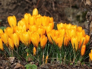 crocuses, Spring, Yellow