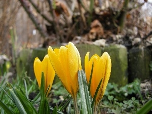 Spring, crocuses