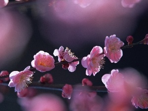 Spring, kirsch, donuts, Flowers