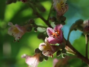 Flowers, Spring, chestnut