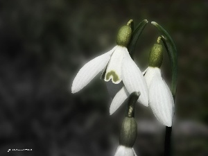 Flowers, Spring, snowdrops