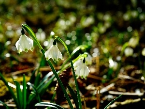 flurry, Spring, Flowers