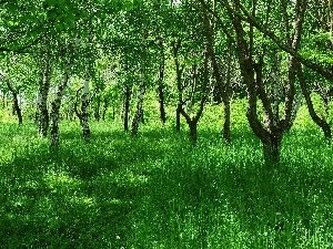 Spring, grass, forest, birch