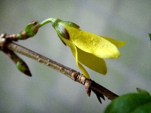 Spring, forsythia