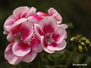 Spring, geranium