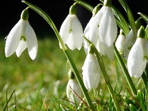 grass, Spring, snowdrops