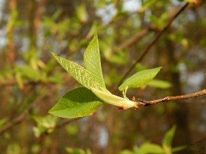 Spring, Leaf, young, green ones