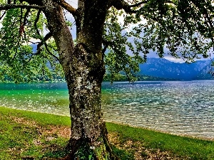 Spring, trees, lake, Mountains