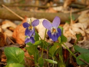 Leaf, Spring, Violets