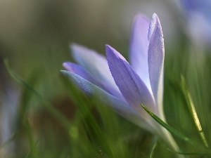 Spring, Colourfull Flowers, lilac, crocus