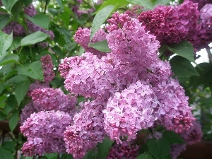 lilac, Spring, Flowers