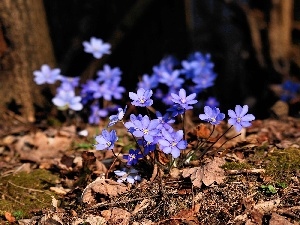 Spring, Liverworts