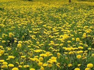 Meadow, Spring, dandelions