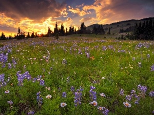 Spring, forest, dark, Meadow, clouds