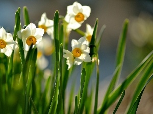 Spring, narcissus