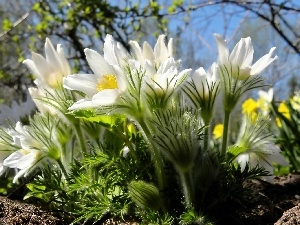 Spring, viewes, pasque, trees