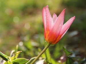 Spring, Colourfull Flowers, Pink, tulip