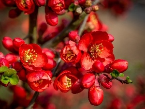 quinces, Spring, Flowers