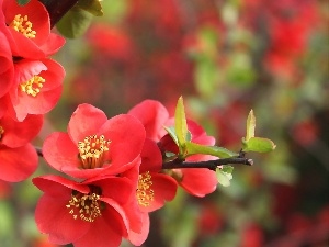 Spring, trees, Red, Flowers