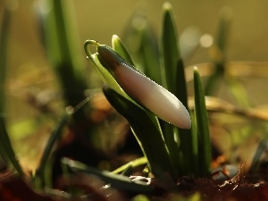 Spring, Colourfull Flowers, Snowdrop, White