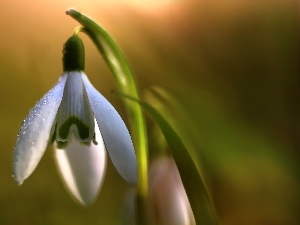 Spring, Colourfull Flowers, Snowdrop, White