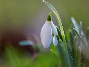 Spring, Colourfull Flowers, Snowdrop, White