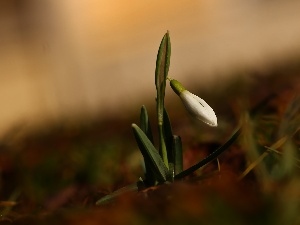 Spring, Colourfull Flowers, Snowdrop, White