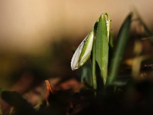 Spring, Colourfull Flowers, Snowdrop, White