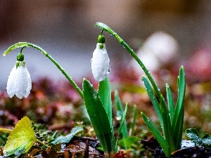 Spring, snowdrops