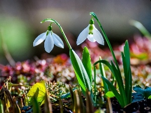 Spring, snowdrops