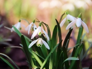 Spring, snowdrops