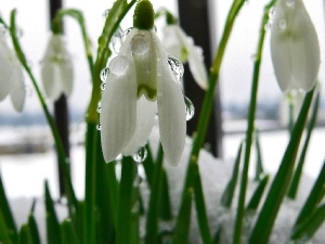 Spring, snowdrops