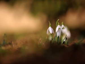 Spring, Flowers, snowdrops, White