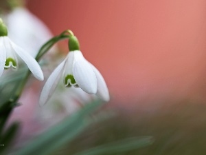 Spring, Flowers, snowdrops, White