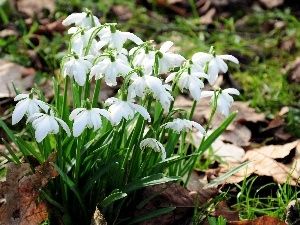 Spring, snowdrops