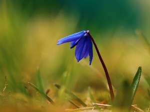 Spring, Colourfull Flowers, Siberian squill, blue