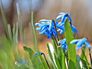 Spring, Flowers, Siberian squill, Blue