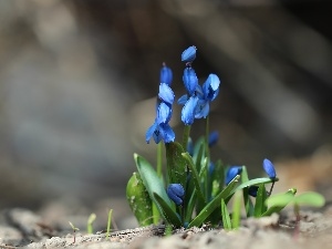 Spring, Flowers, Siberian squill, Blue